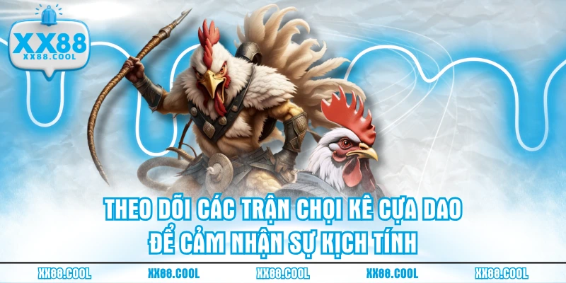 Theo dõi các trận chọi kê cựa dao để cảm nhận sự kịch tính